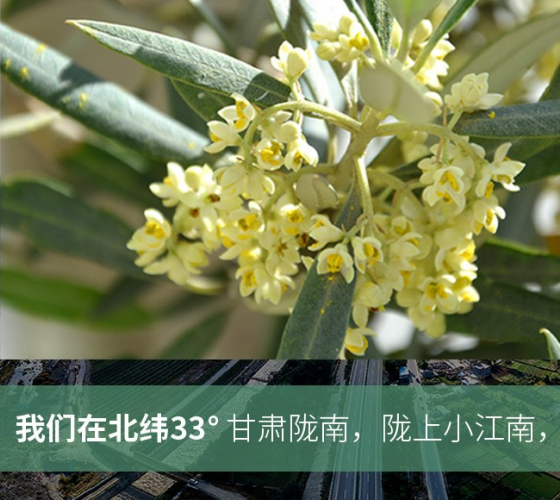 武都的氣候、土壤等與地中海沿岸極其相似，同處于世界頂級(jí)油橄欖黃金生產(chǎn)帶（32°58--33°36）年平均氣溫為14.7°，年日照時(shí)數(shù)1911..